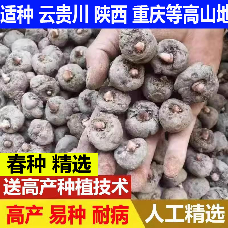 魔芋种高产花魔芋籽二代磨芋子云南贵州湖南四川重庆陕西湖北种植