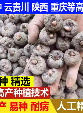 魔芋种高产花魔芋籽二代磨芋子云南贵州湖南四川重庆陕西湖北种植