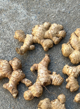 （两年母姜）贵州老品种小黄姜姜种食用种植两用生姜老黄姜