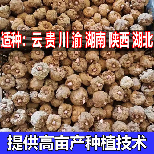 正宗魔芋种花魔芋籽一代二代磨芋子云南贵州湖南四川重庆陕西种植