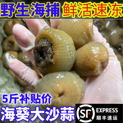 新鲜野生海葵沙蒜5斤冷冻商用