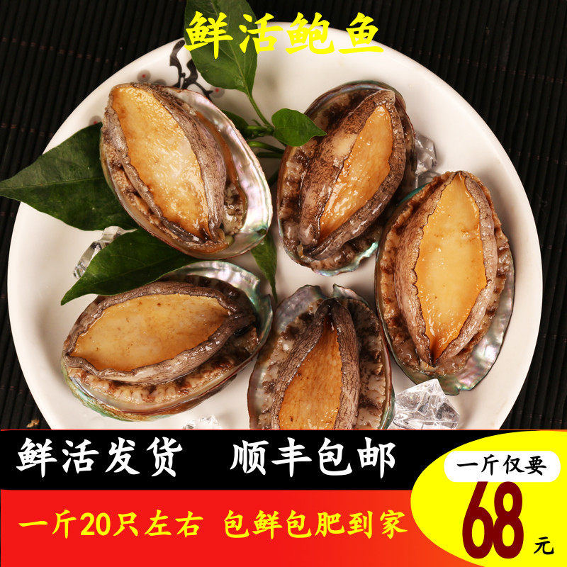 新鲜鲍鱼海鲜水产鲜活大个超大鲍鱼非小鲍鱼特大1斤鲜鲍青岛包邮