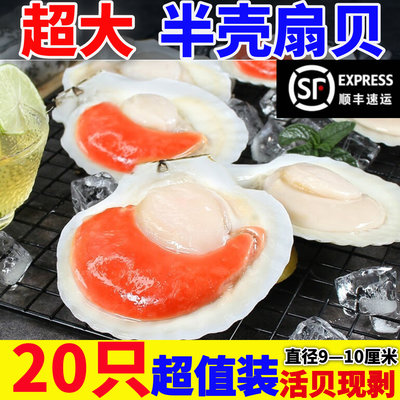 冷冻半壳夏夷贝超大扇贝烧烤