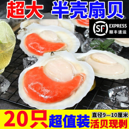 冷冻半壳夏夷贝超大扇贝烧烤