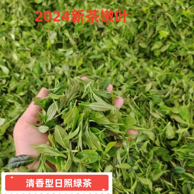 2024年日照绿茶新茶春茶一级明后250g桶装板栗香豆香茶叶高山云雾