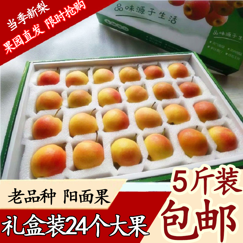精品礼盒装南果梨正宗鞍山南国梨东北特产新鲜香水梨酒香5斤包邮