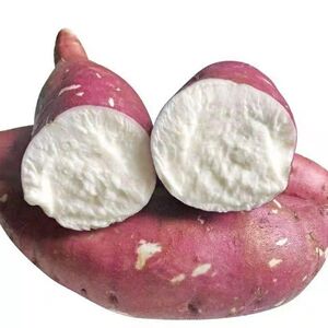 河南农家新鲜紫皮白心牛奶红薯