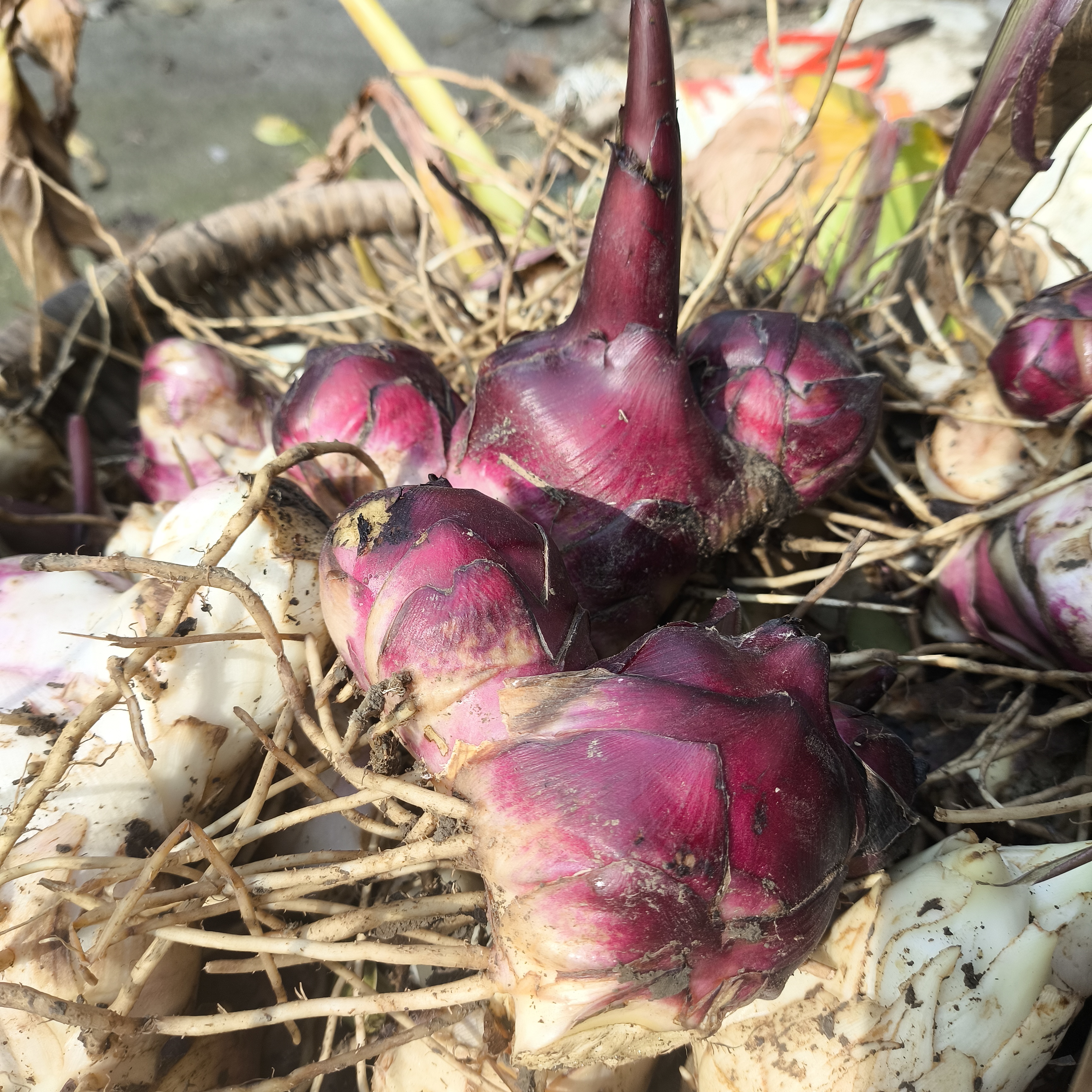 自冉香河南新鲜现挖农家自种旱藕
