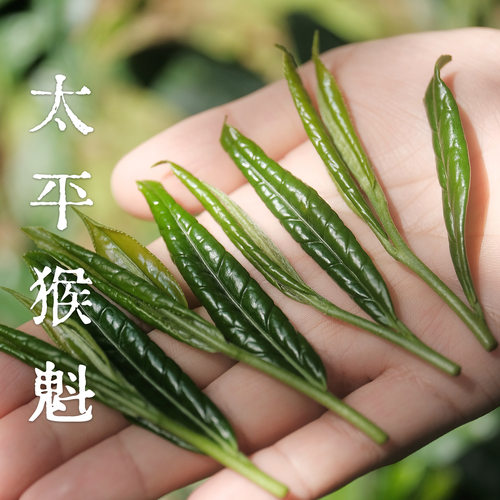 『新』清山茶事｜2026开园头采太平猴魁核心猴坑颜家兰花香