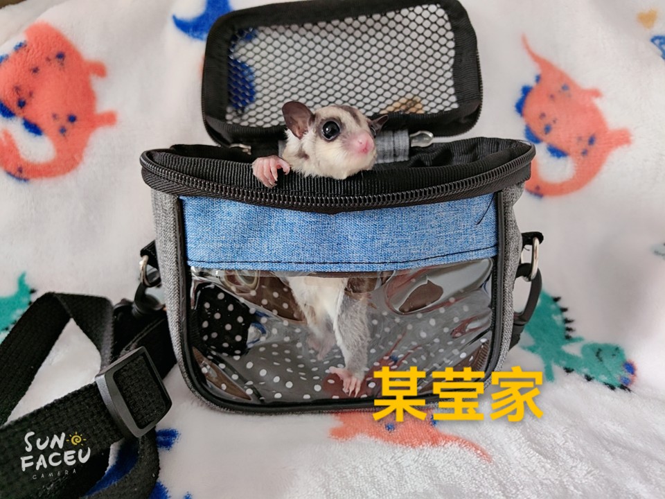 蜜袋鼯仓鼠小宠物便携外出包春夏秋可用通风不闷热避免中暑可视化