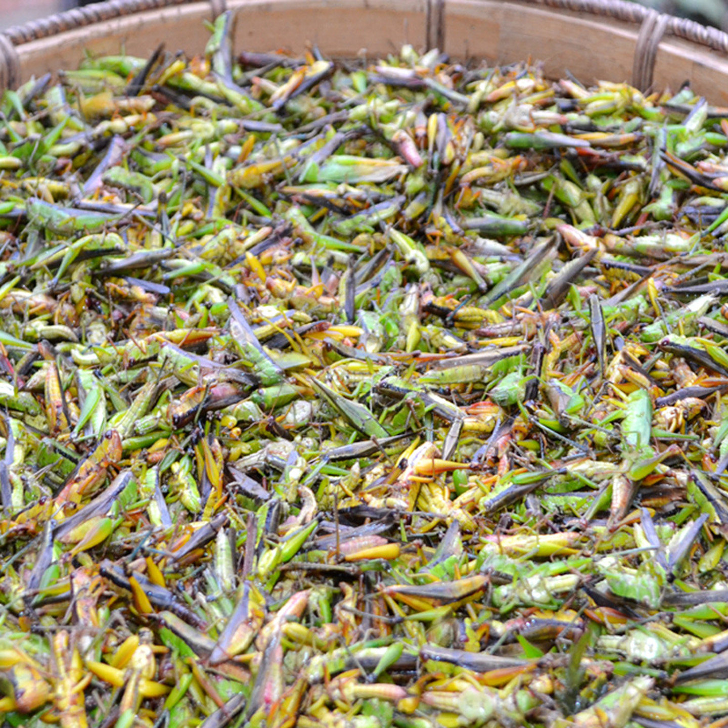 贵州蚱蜢冰鲜发货正宗蝗虫稻田香辣蚂蚱锦屏农家下饭菜下酒菜包邮