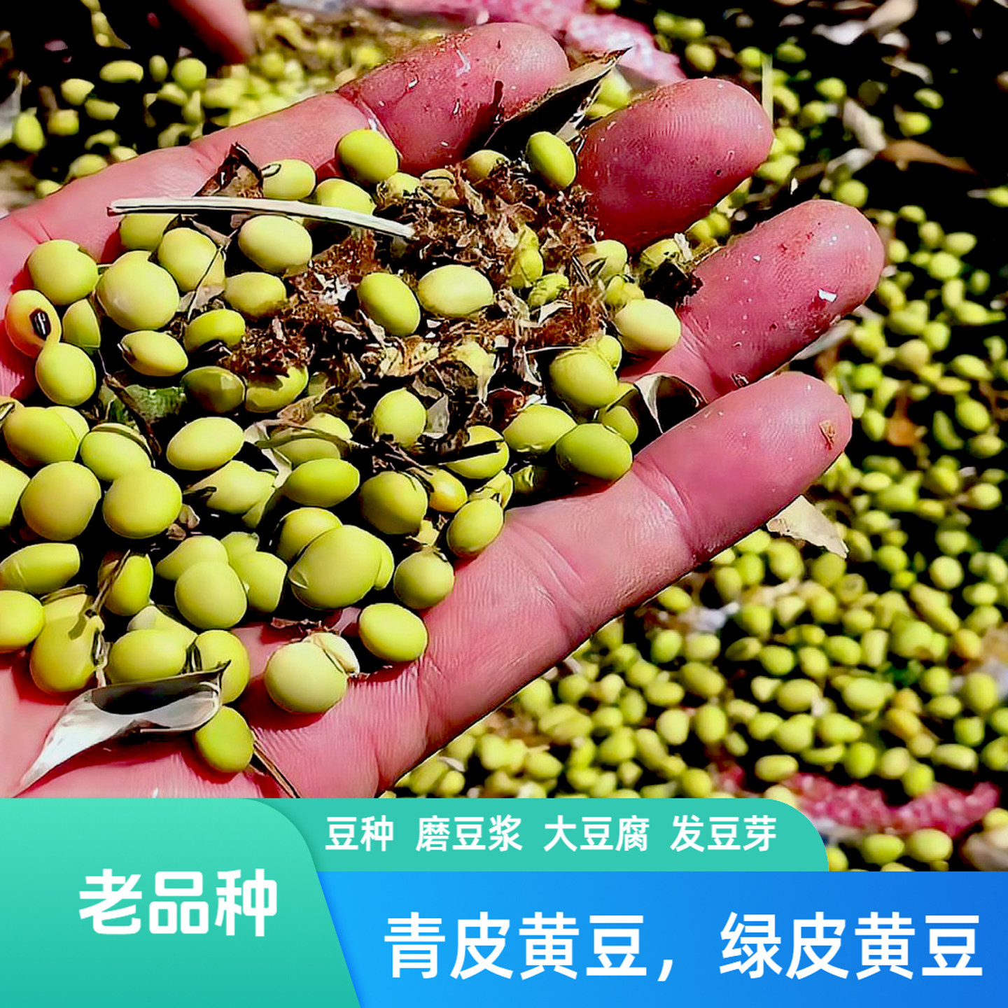 贵州绿皮黄豆种子老品黄豆种植用图片