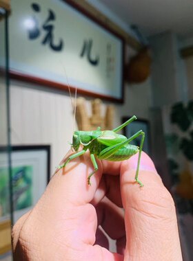 大号巨型蝈蝈铁皮蝈蝈大肚子