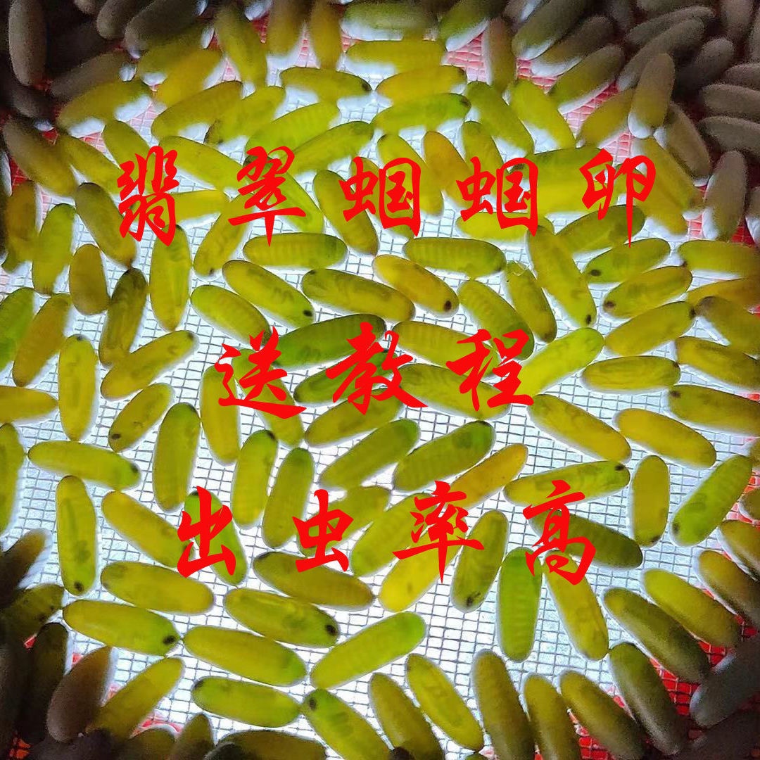 蝈蝈卵各种鸣虫卵蛐蛐卵油葫芦螽斯卵咂嘴吉儿卵竹蛉卵金蚛马蛉卵