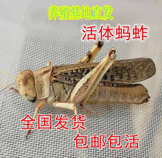 活体蚂蚱活虫蝗虫蚱蜢画眉鸟爬虫龟宠物蜂饲料鸟活食新鲜食物飞蝗 宠物/宠物食品及用品 爬虫/鸣虫食物 原图主图