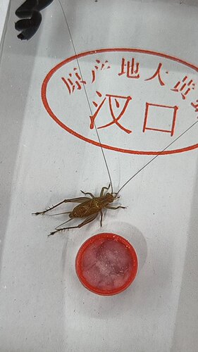 汊口大黄蛉 竹蛉 金钟 金蛉子 黑虫 人工大黄蛉 鸣虫活体