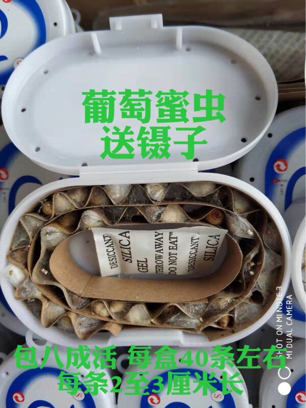 葡萄蜜玉米虫活体蜜虫葡萄密虫大蜡螟幼体钓饵鱼饵鸟虫活虫 鸟食