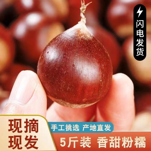 粉糯香甜锥栗补肾益气