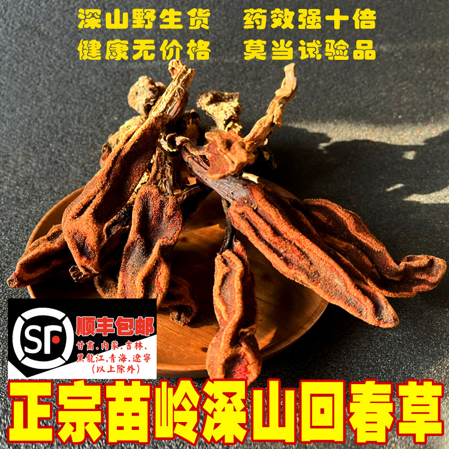 苗姑娘 回春草野生500g 贵州新货顶天柱不老草草苁蓉男性滋补泡酒