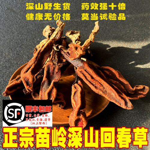 苗姑娘 回春草野生500g 贵州新货顶天柱不老草草苁蓉男性滋补泡酒