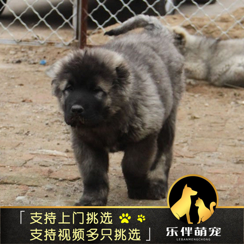 Sell Thoroughbred Race Class Lineage Russia Caucasian shepherd dog giant Mountains Puppy 2 living thing Pet dogin the Pet/Pet food and supplies , Dogs  category - from Buy2taobao.com to provide professional Taobao agent buy service