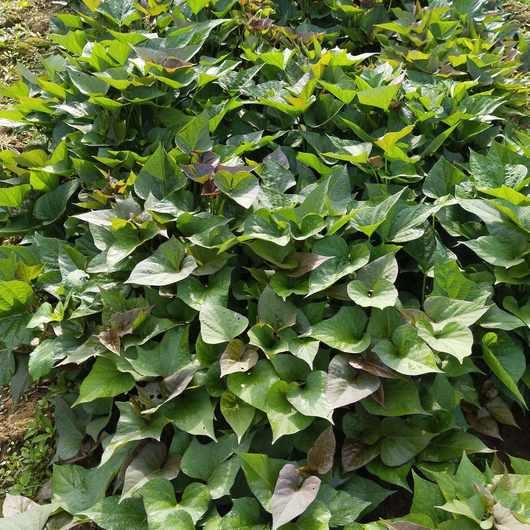 湖南苹果红薯苗蜜薯苗烟薯苗烤红薯苗红心地瓜苗50根包邮