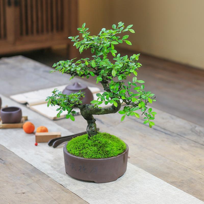 草木奇缘榆树盆栽小叶榔榆树苗老桩造型盆景桌面观叶植物室内