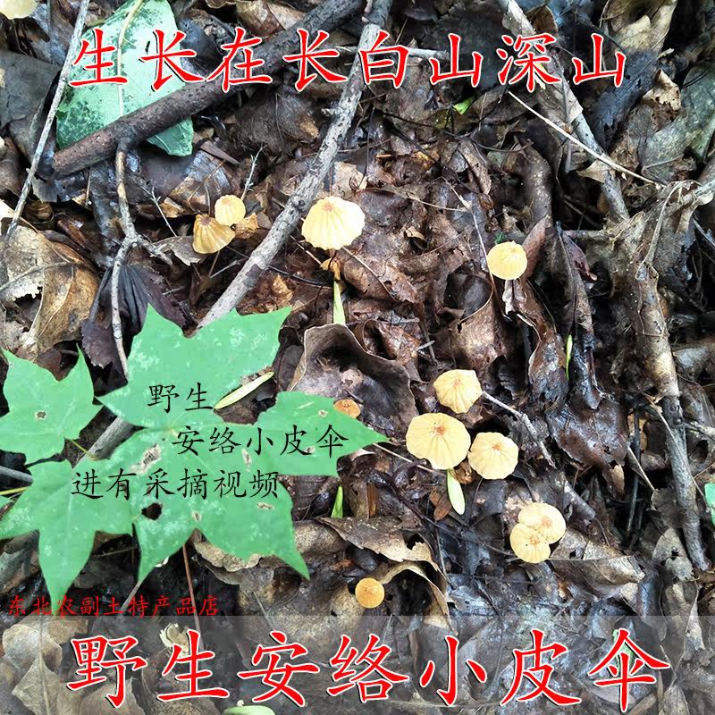 长白山脉野生安络小皮伞 鬼毛针菌 野生 安络小皮伞 50克 小皮伞
