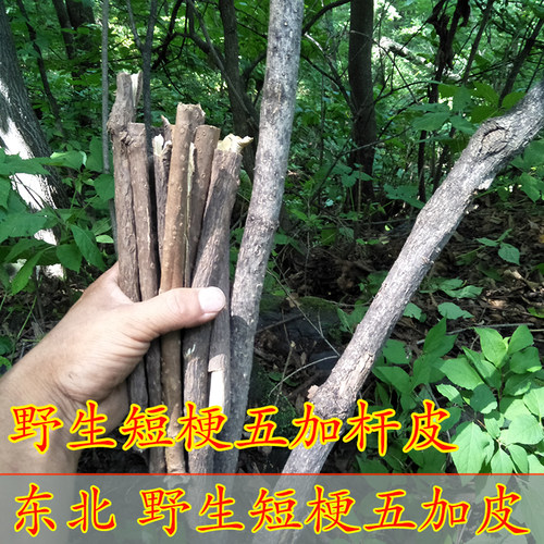 东北野生短梗五加皮新货枝皮