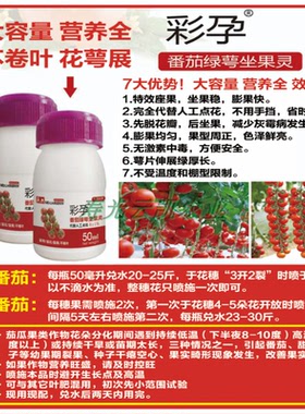彩孕番茄绿萼坐果灵西红柿圣女果授粉剂喷花药点花药授粉座果灵