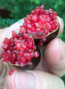 斑叶手指柠檬 Finger lime Variegata  黄色指橙 朱迪四季 盆栽