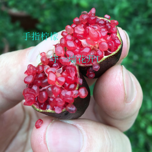 斑叶手指柠檬 Finger lime Variegata  黄色指橙 朱迪四季 盆栽