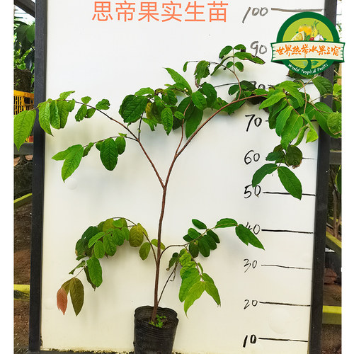思蒂果实生苗 新品果树苗盆栽地栽种苗南方种植海南基地直发