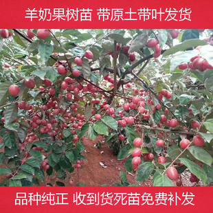 羊奶果苗羊奶果树苗嫁接甜胡颓子果树苗当年结果南北种植盆栽地栽