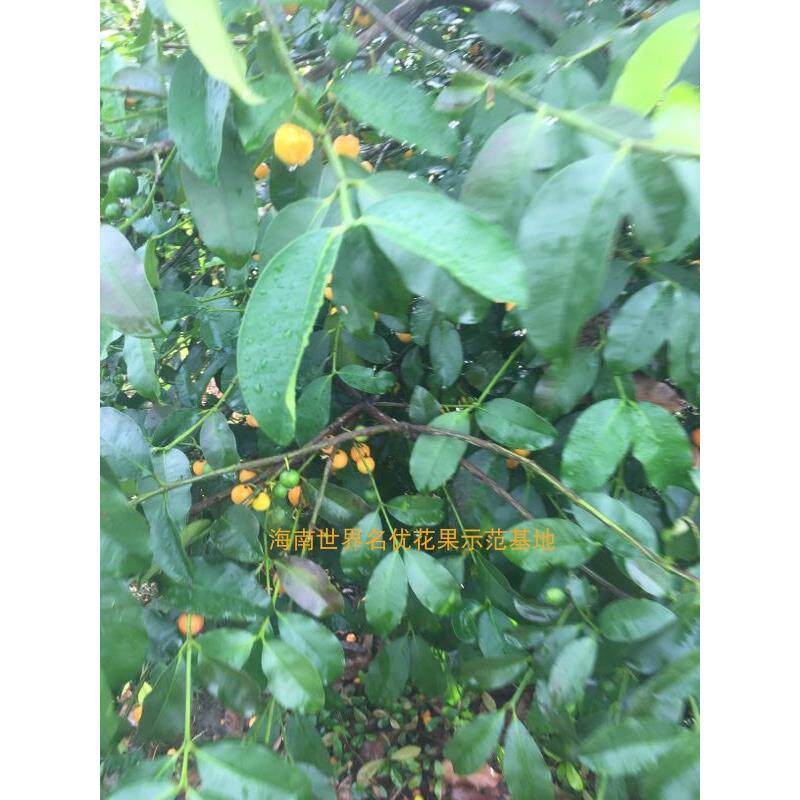 巴西樱桃山竹/巴克山竹盆栽嫁接苗 歪歪山竹苗 果苗 基地直发