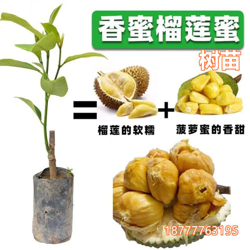 红肉榴莲蜜苗嫁接榴莲蜜苗带土带叶海南榴莲蜜果树苗庭院盆栽