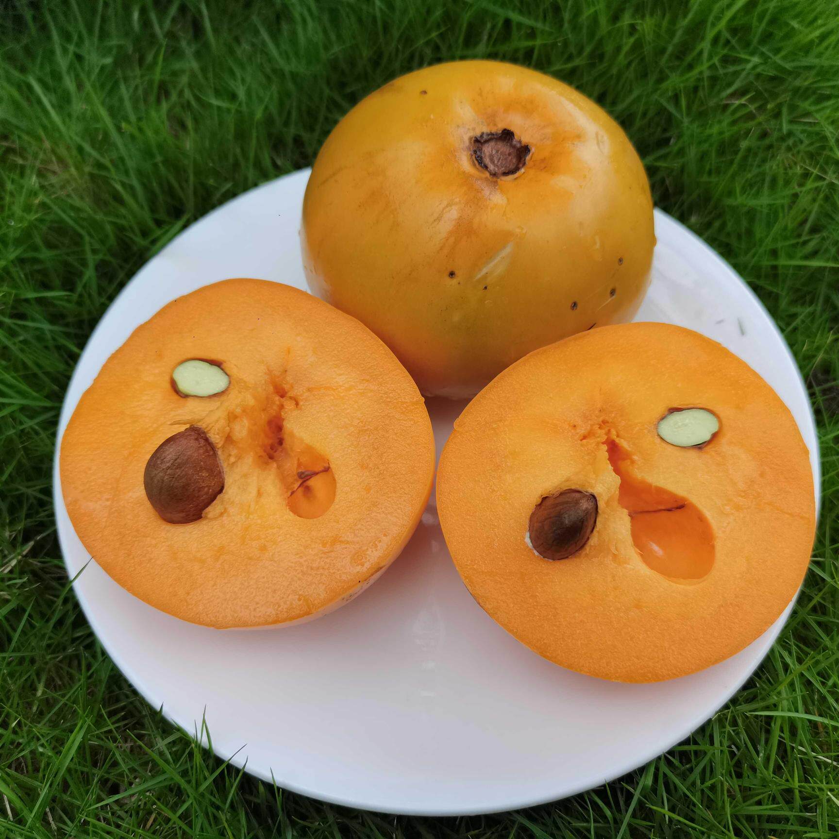 金蜜山竹嫁接苗山竹基地直发可食率非常高