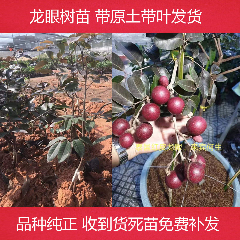 龙眼苗 越南红皮龙眼树 石硖储良嫁接石峡双季桂圆四季龙眼果树苗