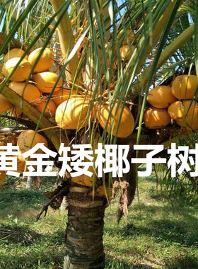 泰国矮化椰子树苗 进口泰国黄金椰子绿椰子果苗南北方种植
