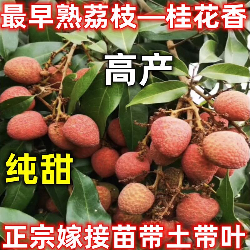 海南早熟桂花香桂花香荔枝树苗种桂花