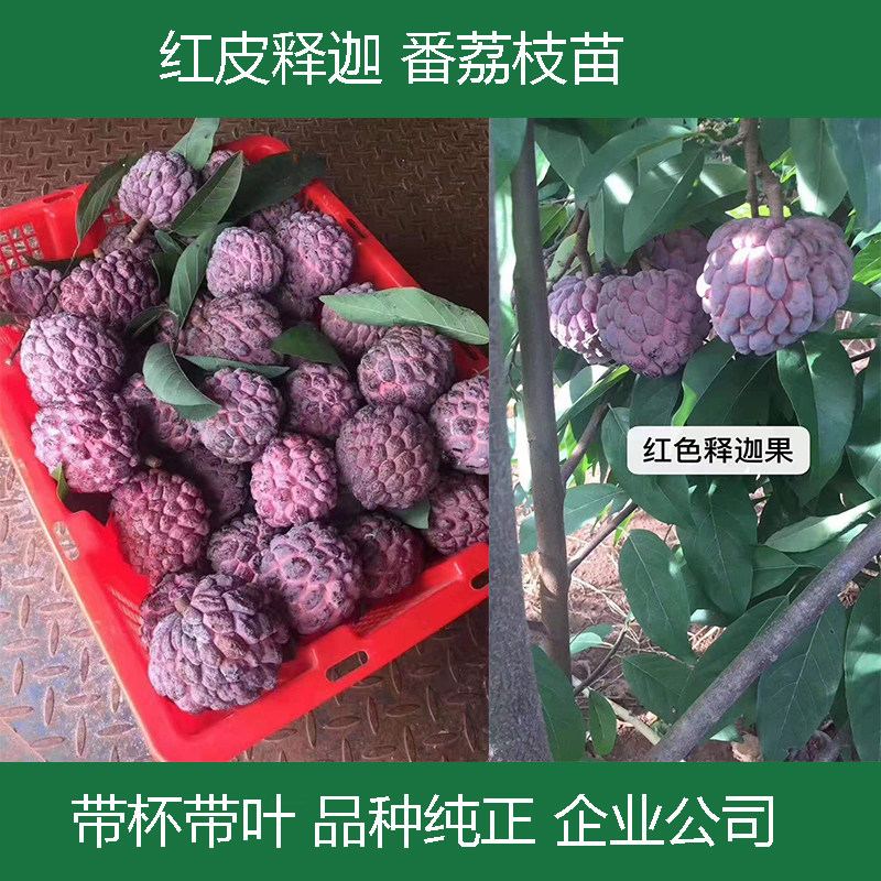 红皮释迦苗凤梨释迦树苗红皮释迦苗大黄释迦苗盆栽地栽 番荔枝苗