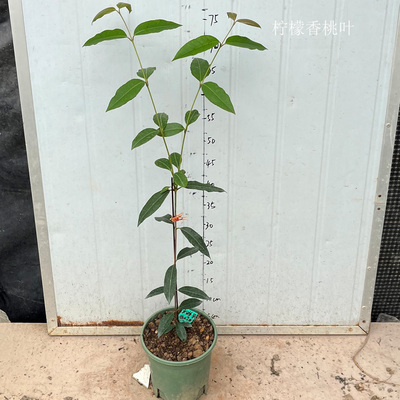 柠檬香桃叶 柠檬石榴盆栽