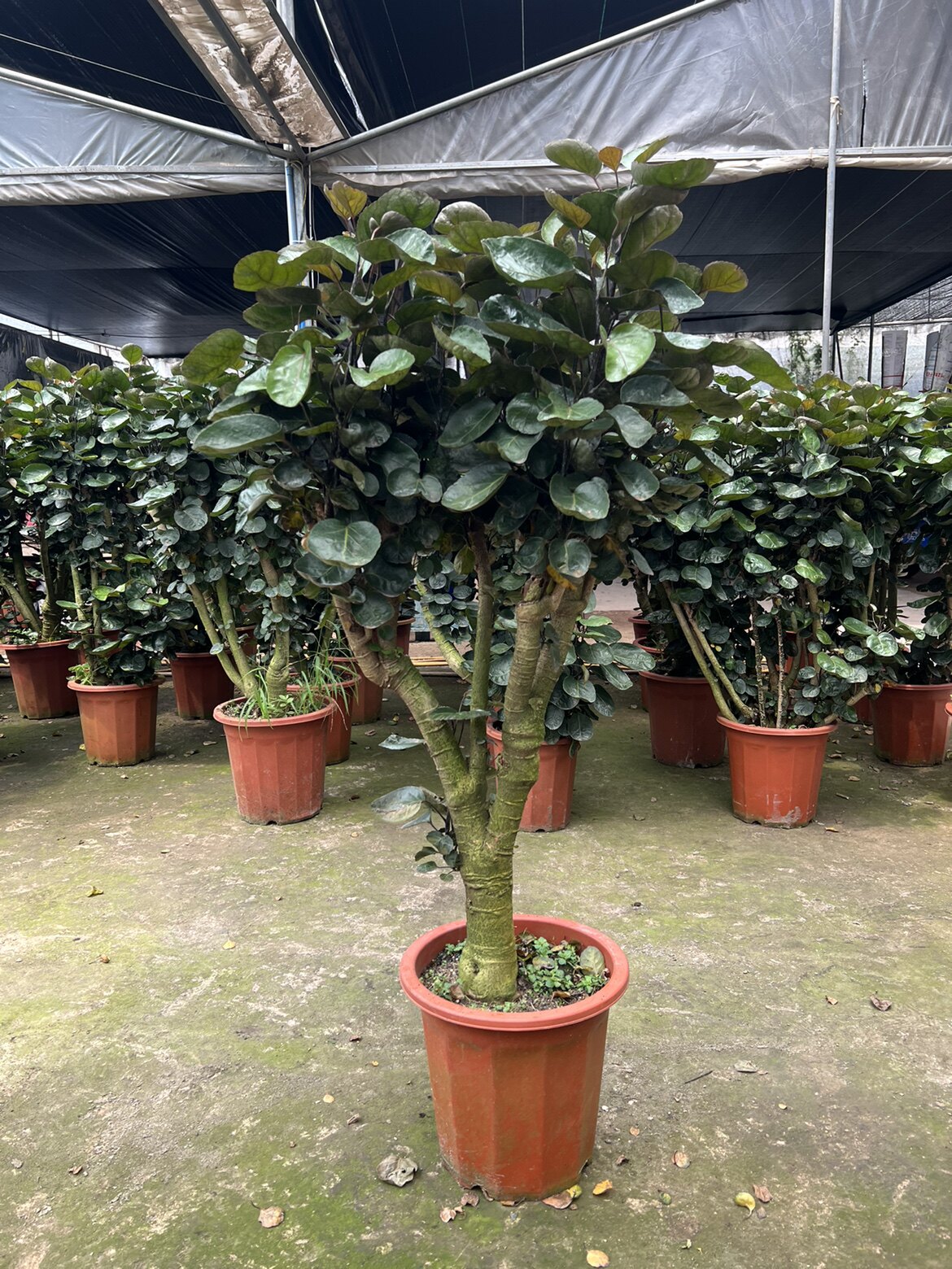 金钱兜盆栽福禄圆叶桐钱树金钱树发财树室内客厅绿植花卉园艺植物