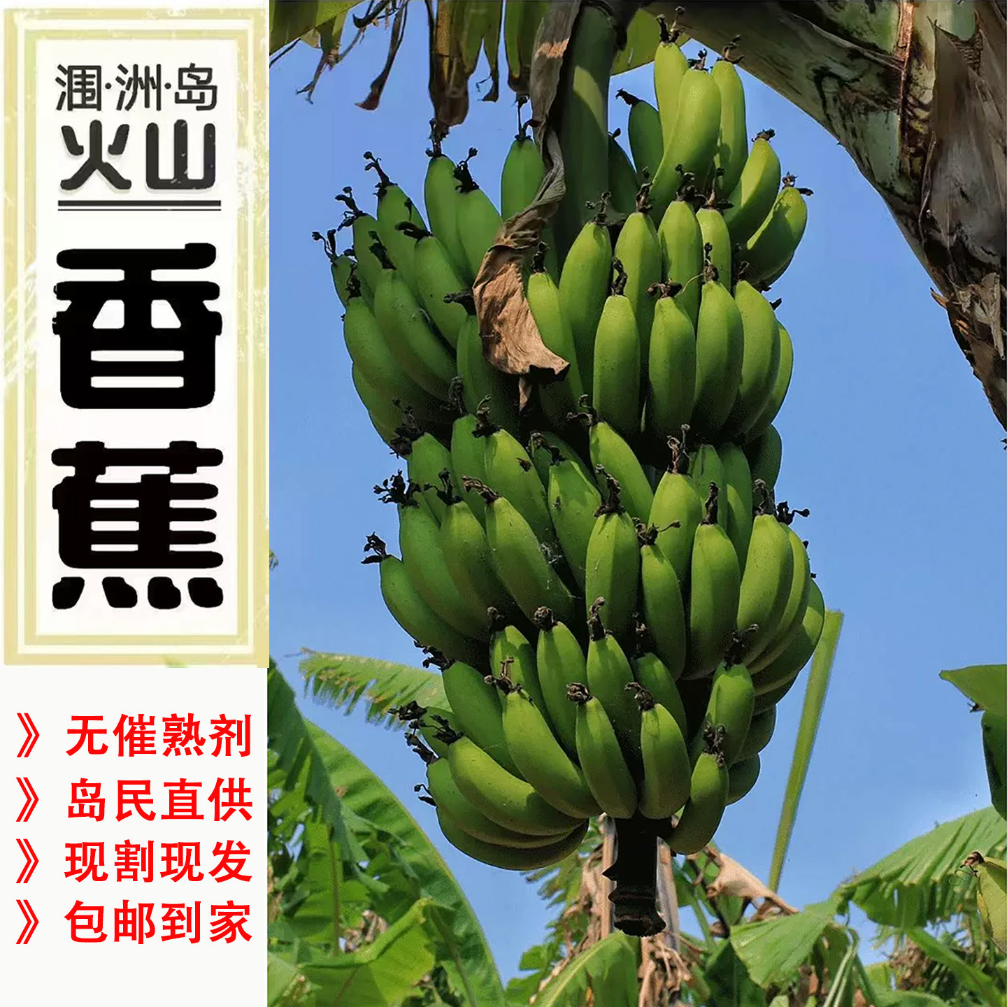广西北海涠洲岛火山当季新鲜青皮香蕉香甜5斤10斤无催熟剂小米蕉