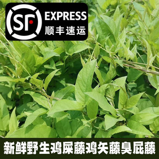 广东茂名新鲜鸡屎藤臭屁藤鸡矢藤原料带树枝现摘现发顺丰包邮