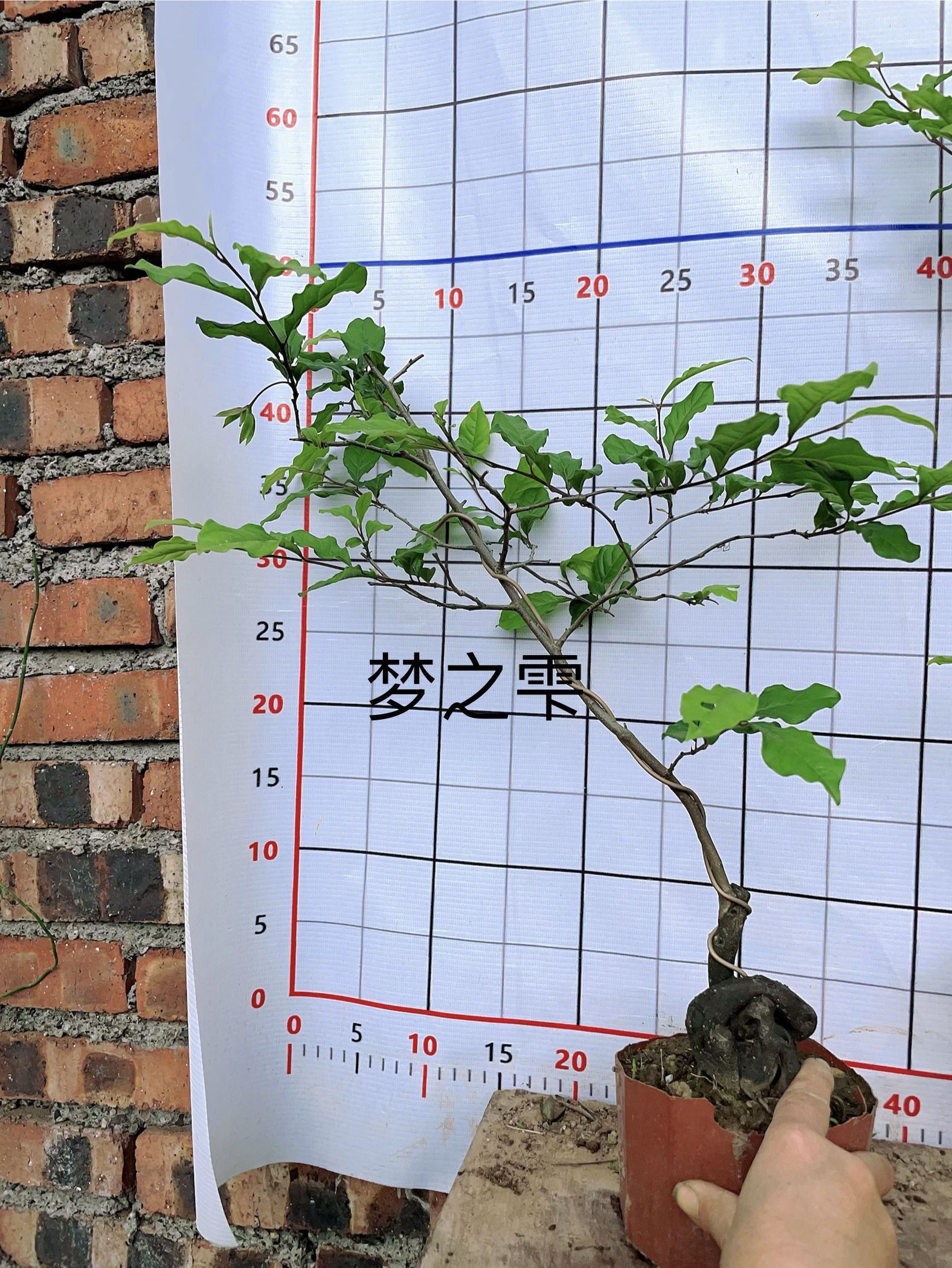 梦之雫品种桩 正品 老鸦柿果型果色漂亮原盆原土包邮发货