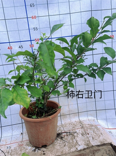 老鸦柿品种桩五锦富士黑凤赤兔天王瑰宝八重山峰至尊原盆原土发货