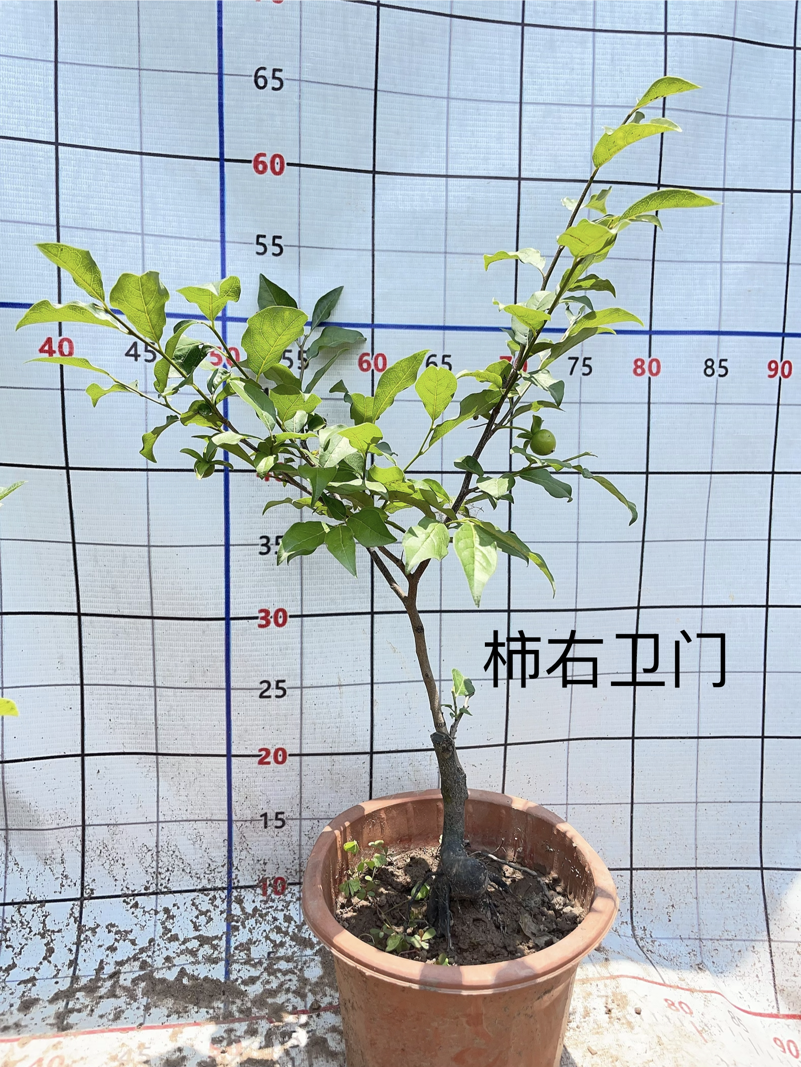 老鸦柿品种桩五锦富士黑凤赤兔天王瑰宝八重山峰至尊原盆原土发货