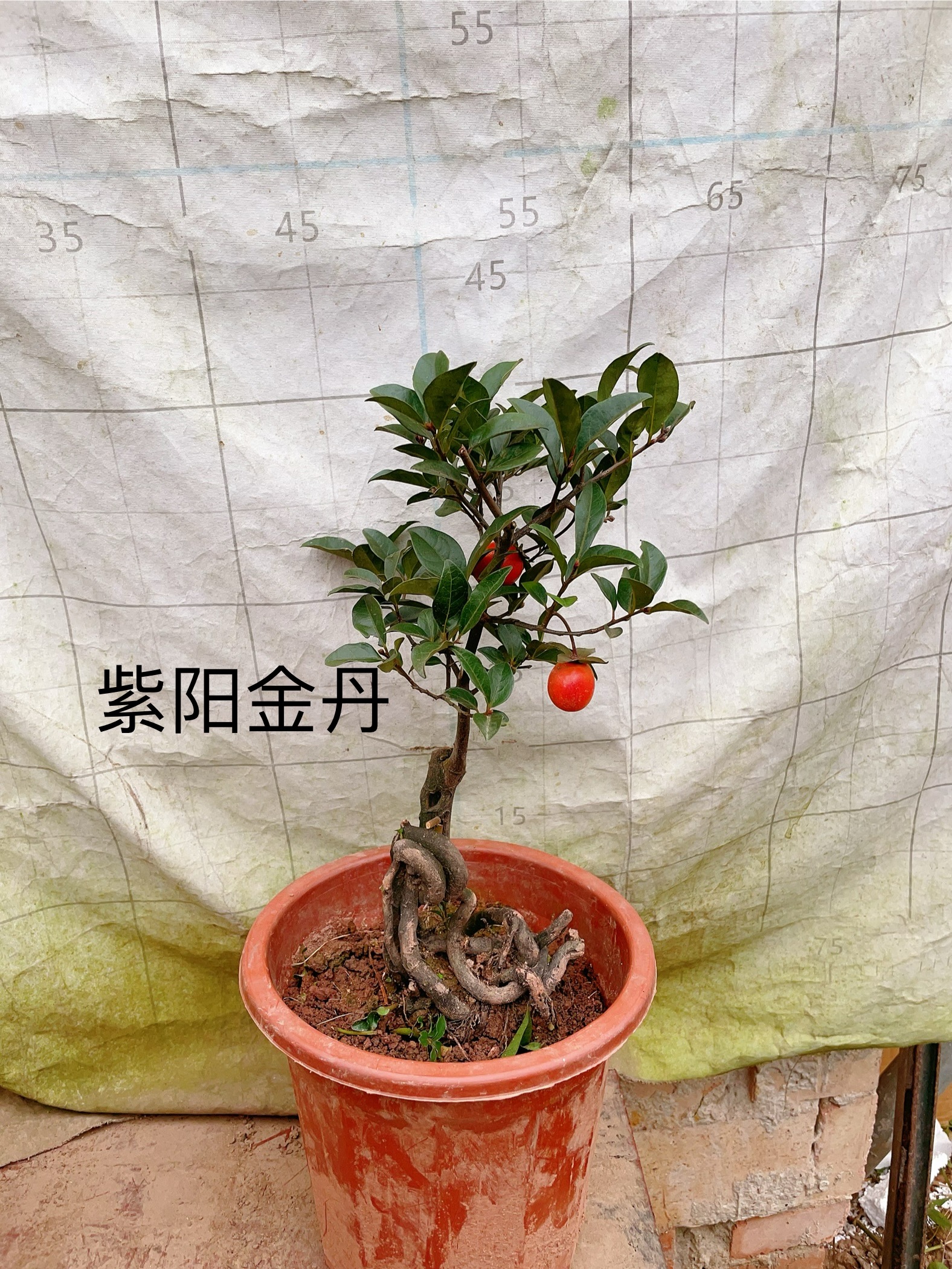 玛瑙叶片漂亮值得拥有泸州金弹子