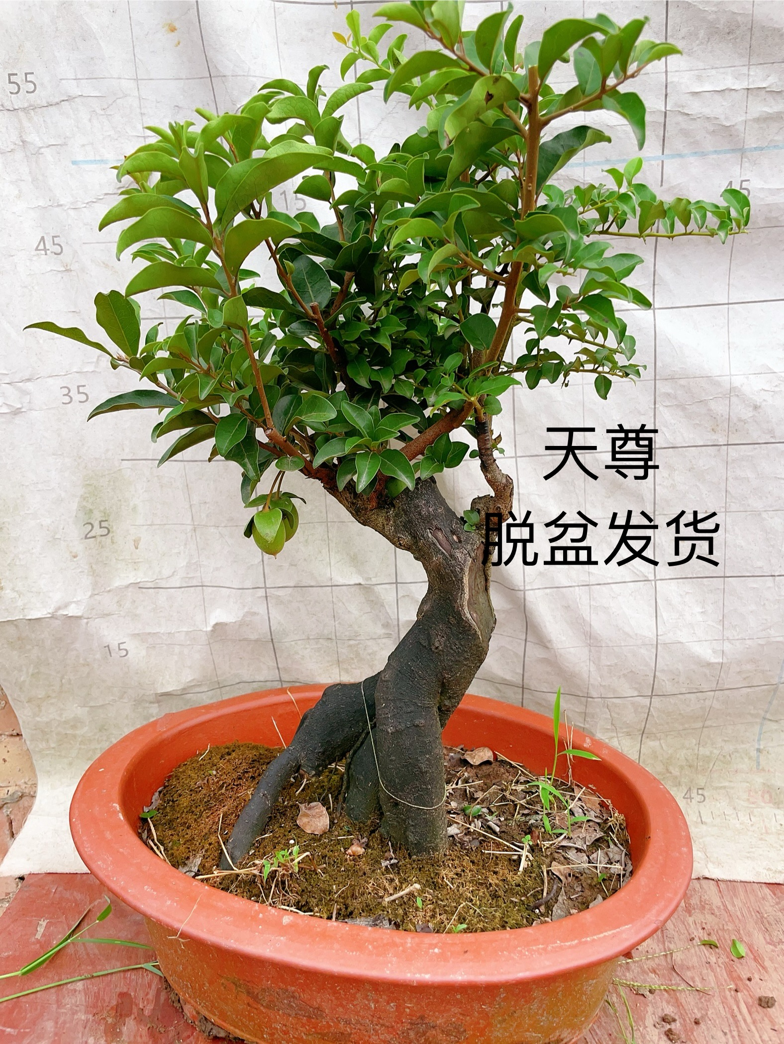 玛瑙叶片漂亮值得拥有泸州金弹子